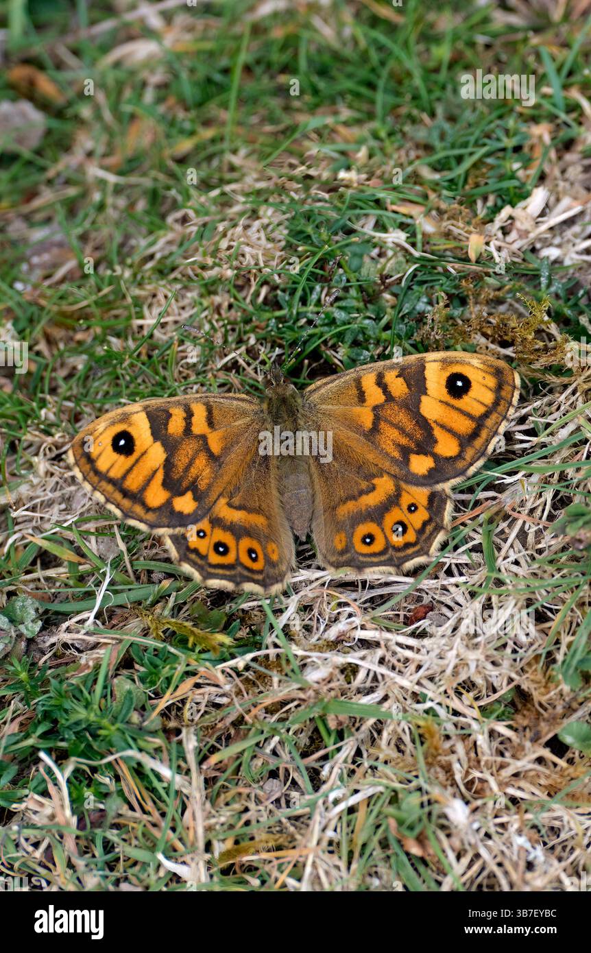 Mauerweibchen ruht auf dem Boden. Shipton Bellinger, Hampshire, England. Stockfoto