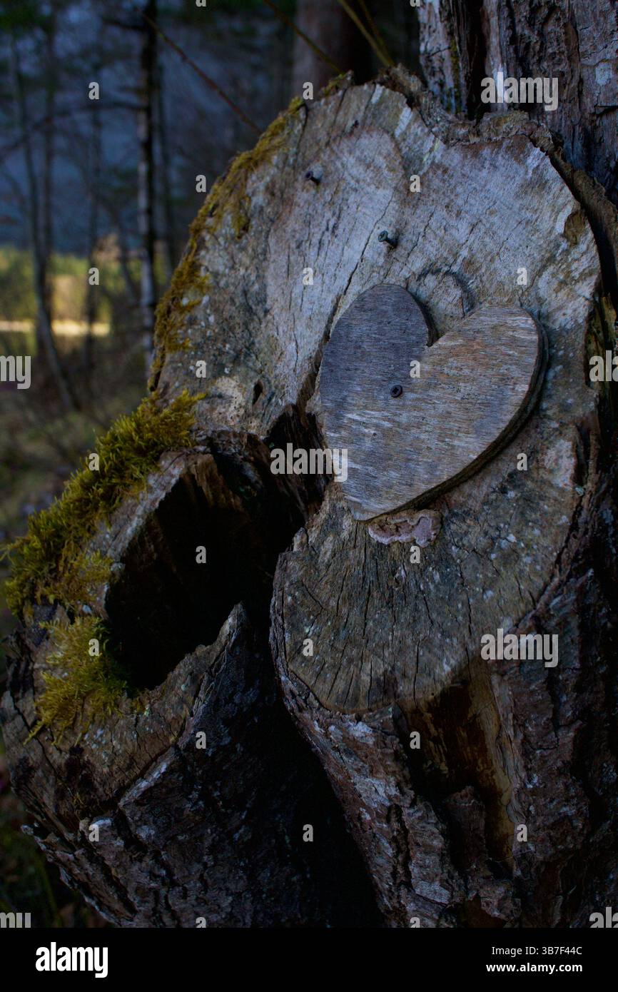 Herzförmiges Holzsymbol auf Baumstamm im Wald, das Liebe und Natur symbolisiert Stockfoto