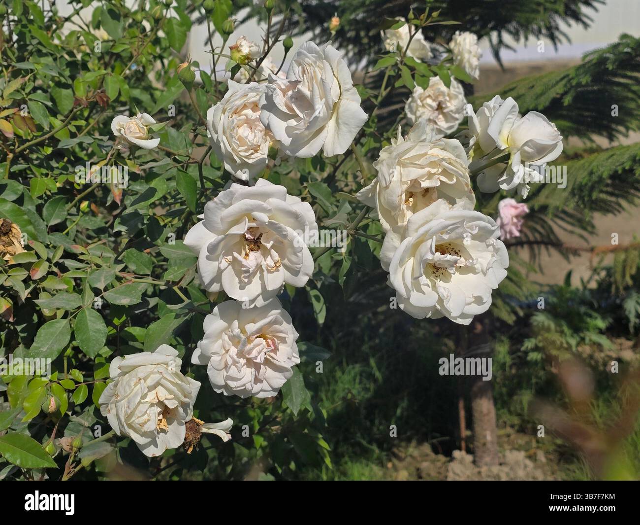 Gruppe eleganter weißer Rosen in natürlicher Sonneneinstrahlung - Smartphone-aufgenommenes Stockfoto