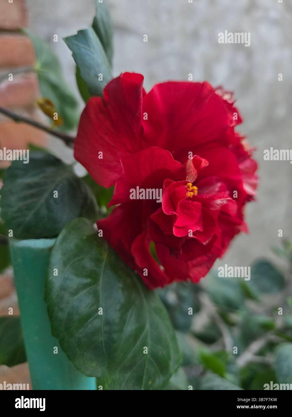 Leuchtende rote Hibiskusblüte in voller tropischer Schönheit - Smartphone-aufgenommenes Stockfoto