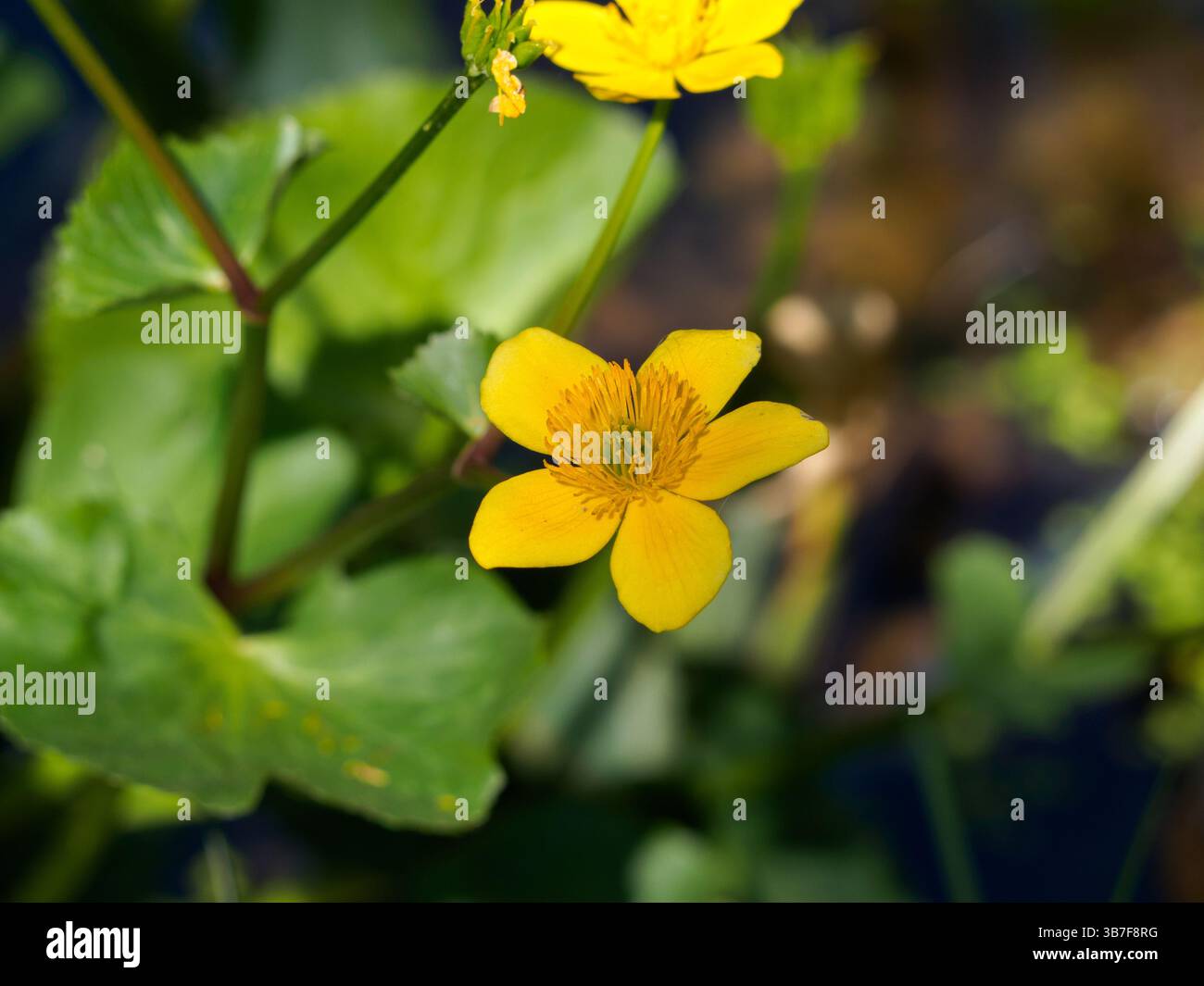 Marsh Marigold Stockfoto