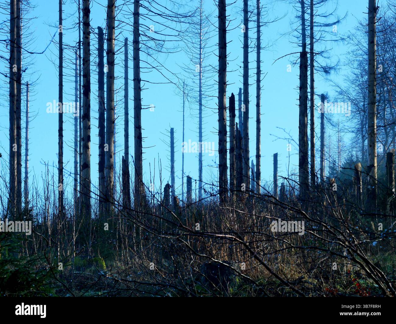 Ein zerstörter Fichtenwald, geprägt von Rindenkäfern und Waldbränden. Die toten Stämme im Nebel erzeugen eine traurige Atmosphäre. Keine schöne Aussicht von einer Bank Stockfoto