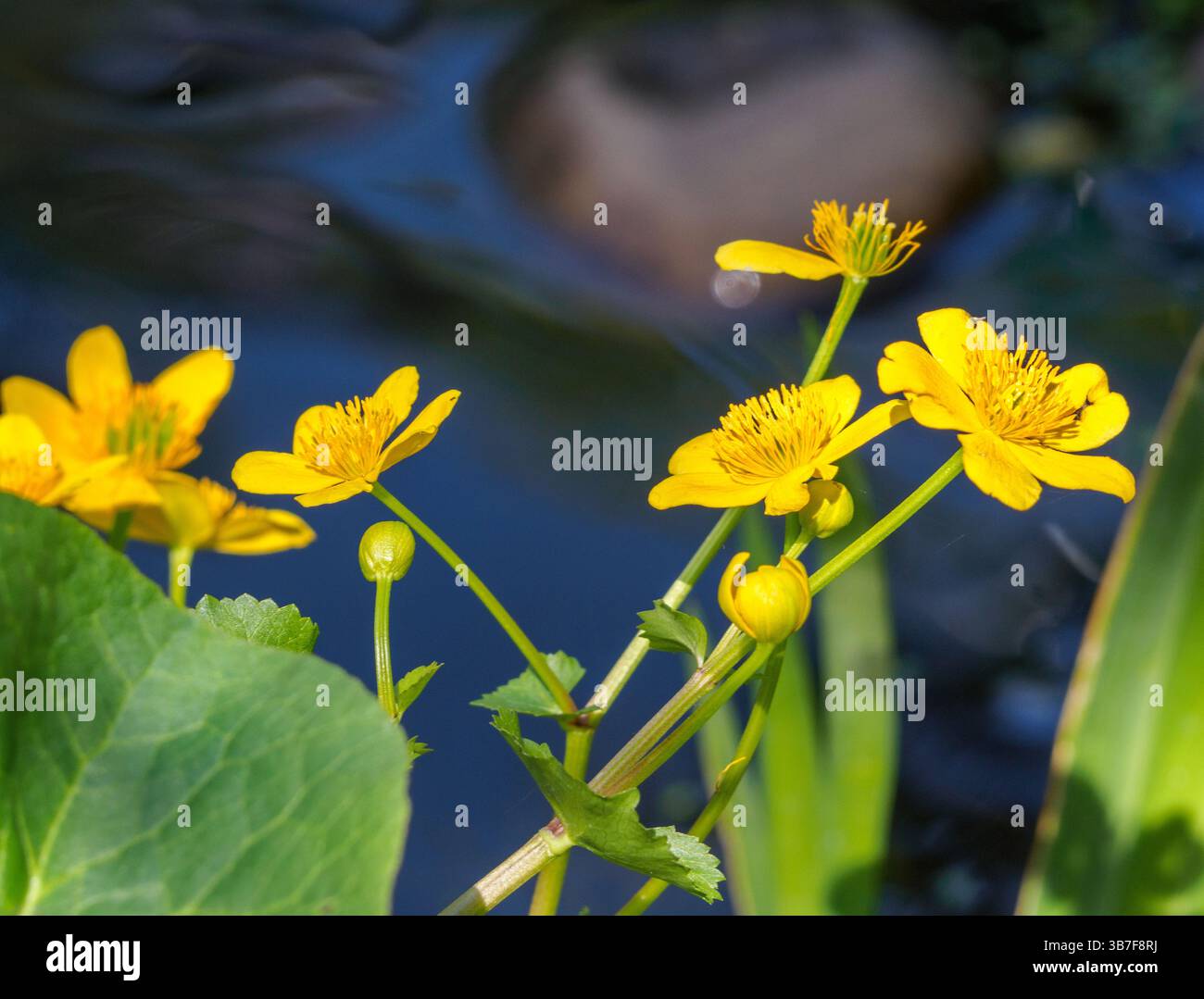 Marsh Marigold Stockfoto