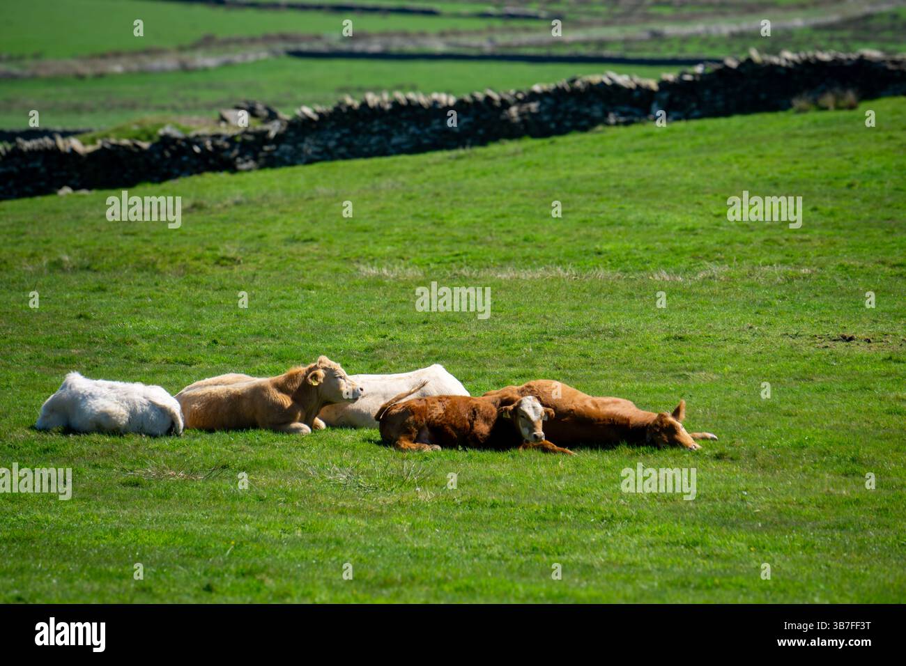 Typische irische ländliche Szene mit Kühen auf Einem Feld im County Clare Ireland unter klarem blauem Himmel Stockfoto
