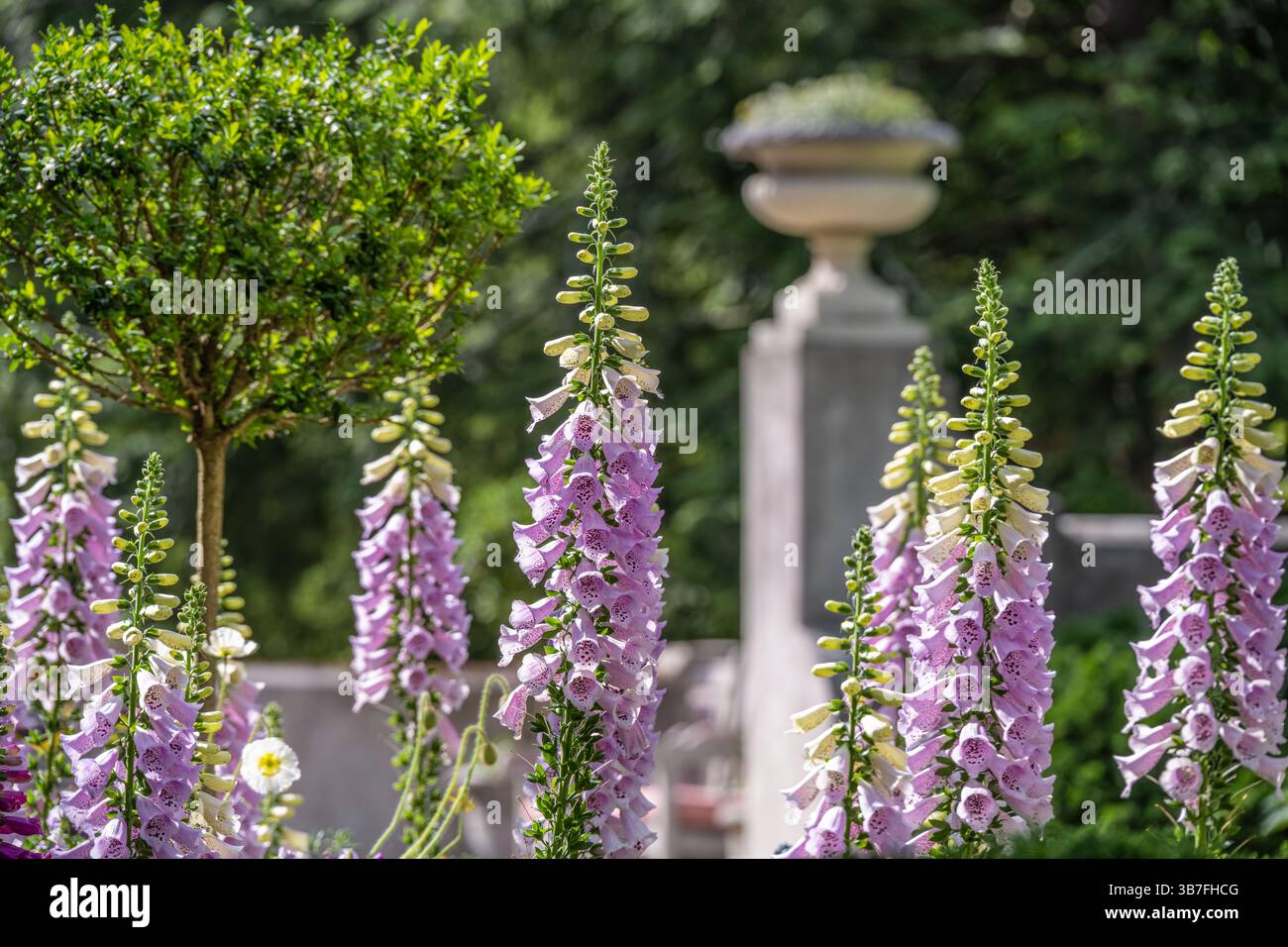Wunderschöne Fuchshandschuhe (Digitalis purpurea) Blumen in Olguita's Garden im Atlanta History Center in Buckhead, Atlanta, Georgia. (USA) Stockfoto