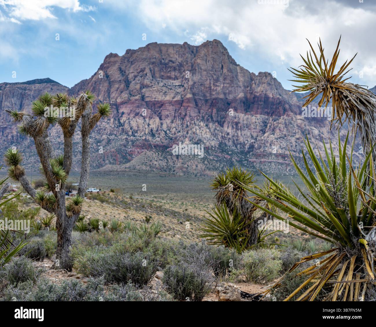 Joshua Trees stehen an einem Steilhang in der Rainbow Mountain Wilderness, vom Red Rock Canyon Overlook, Red Rock National Co Stockfoto