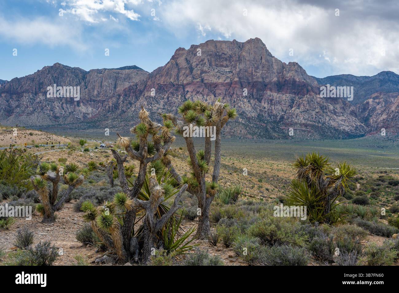 Joshua Trees stehen an einem Steilhang in der Rainbow Mountain Wilderness, vom Red Rock Canyon Overlook, Red Rock National Co Stockfoto