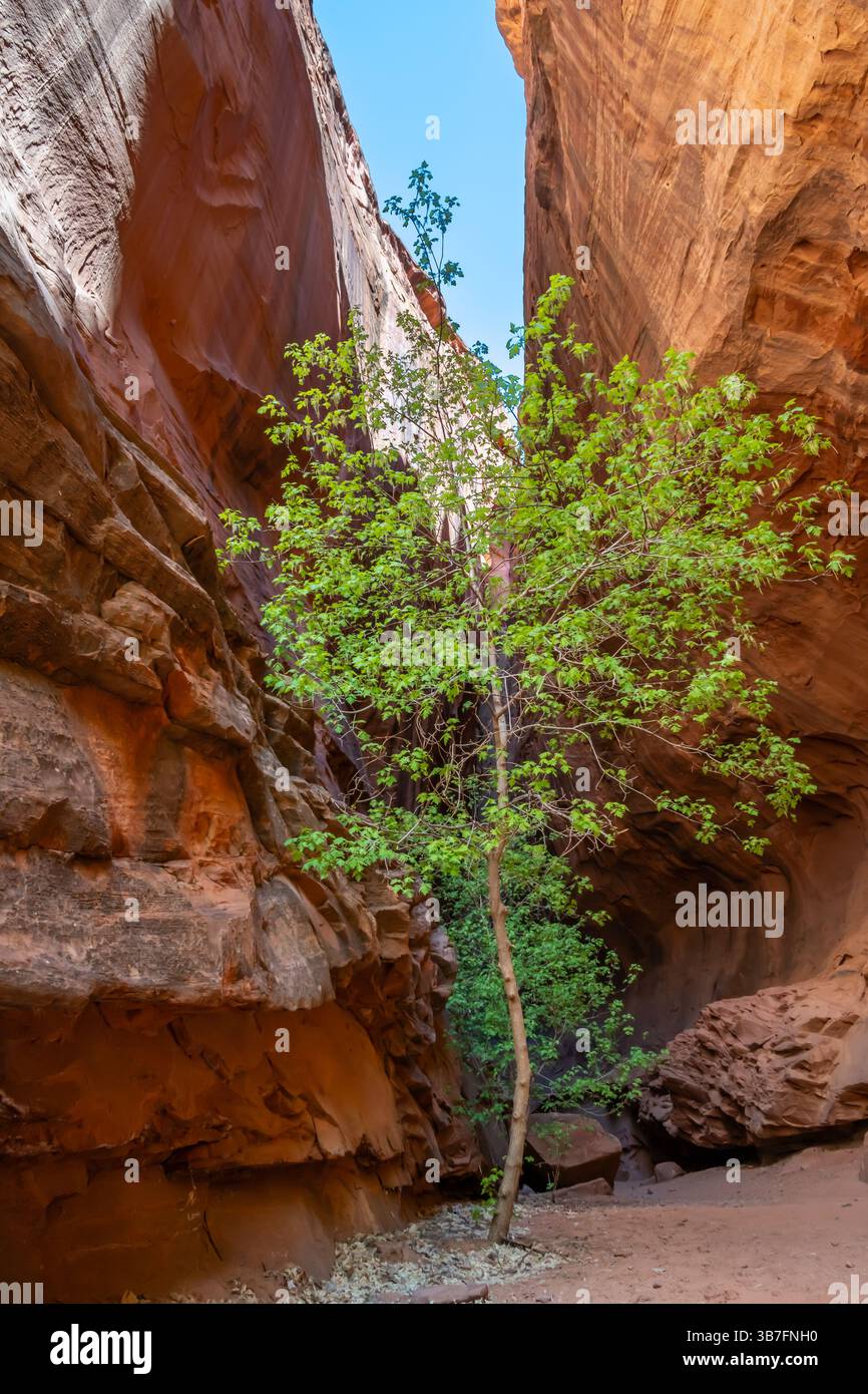 Einsamer Baumwollbaum, Long Canyon Slot, Grand Staircase-Escalante National Monument, in der Nähe von Escalante, Utah Stockfoto