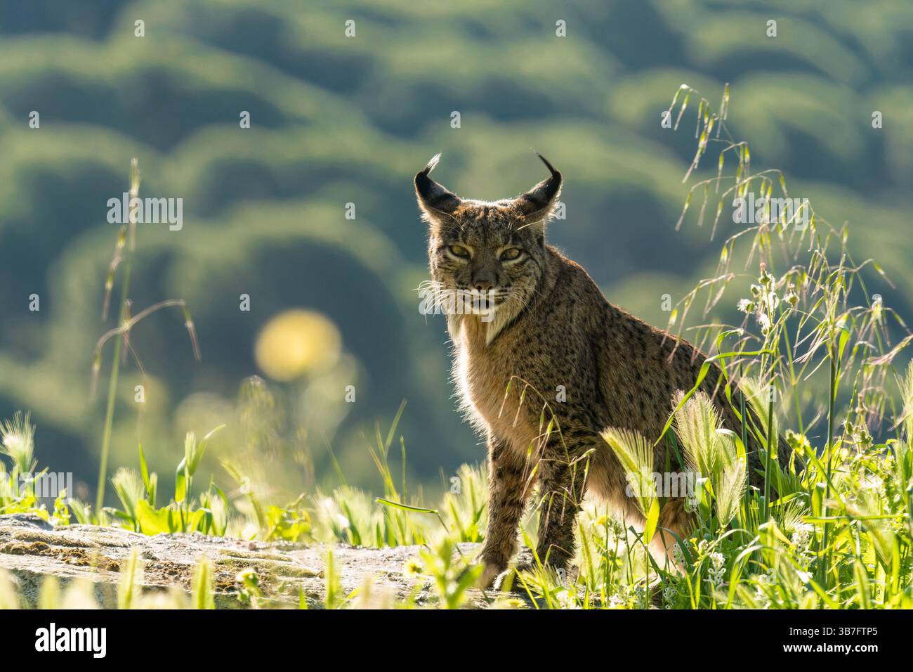 Erwachsene weibliche Iberische Luchse (Lynx pardinus) saß in Richtung Kamera, Sierra de Andújar Naturpark Spanien April 2025 Stockfoto