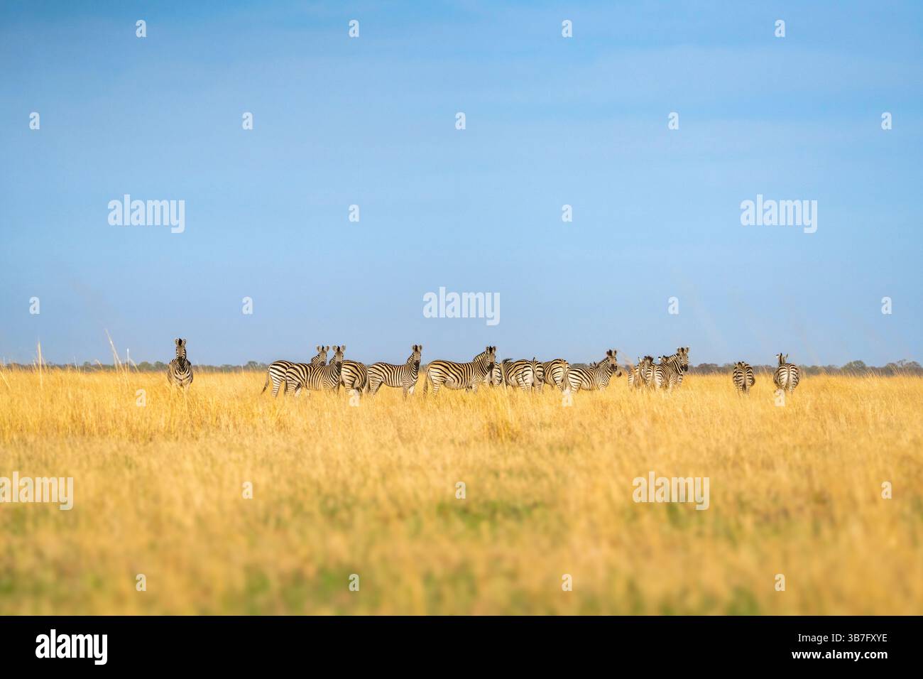 Zebraherde, die auf gelbem Grasland steht und in die Kamera blickt. Blauer Himmel mit weißen Wolken. Hwange-Nationalpark, Simbabwe, Afrika Stockfoto