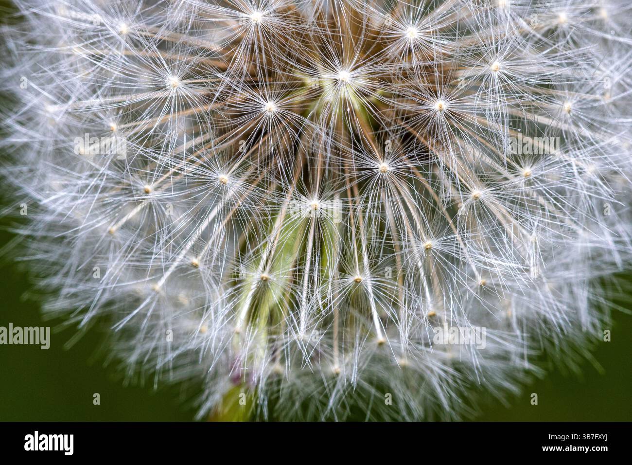 Nahaufnahme des Zentrums eines Löwenzahn, der aussaat. Stockfoto