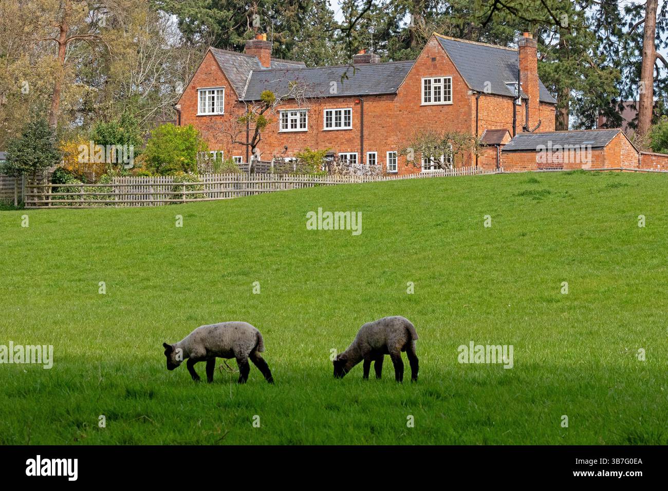 Bauernhof, Lämmer auf Weideland, Shottery, Stratford-upon-Avon, Warwickshire, England, Großbritannien Stockfoto