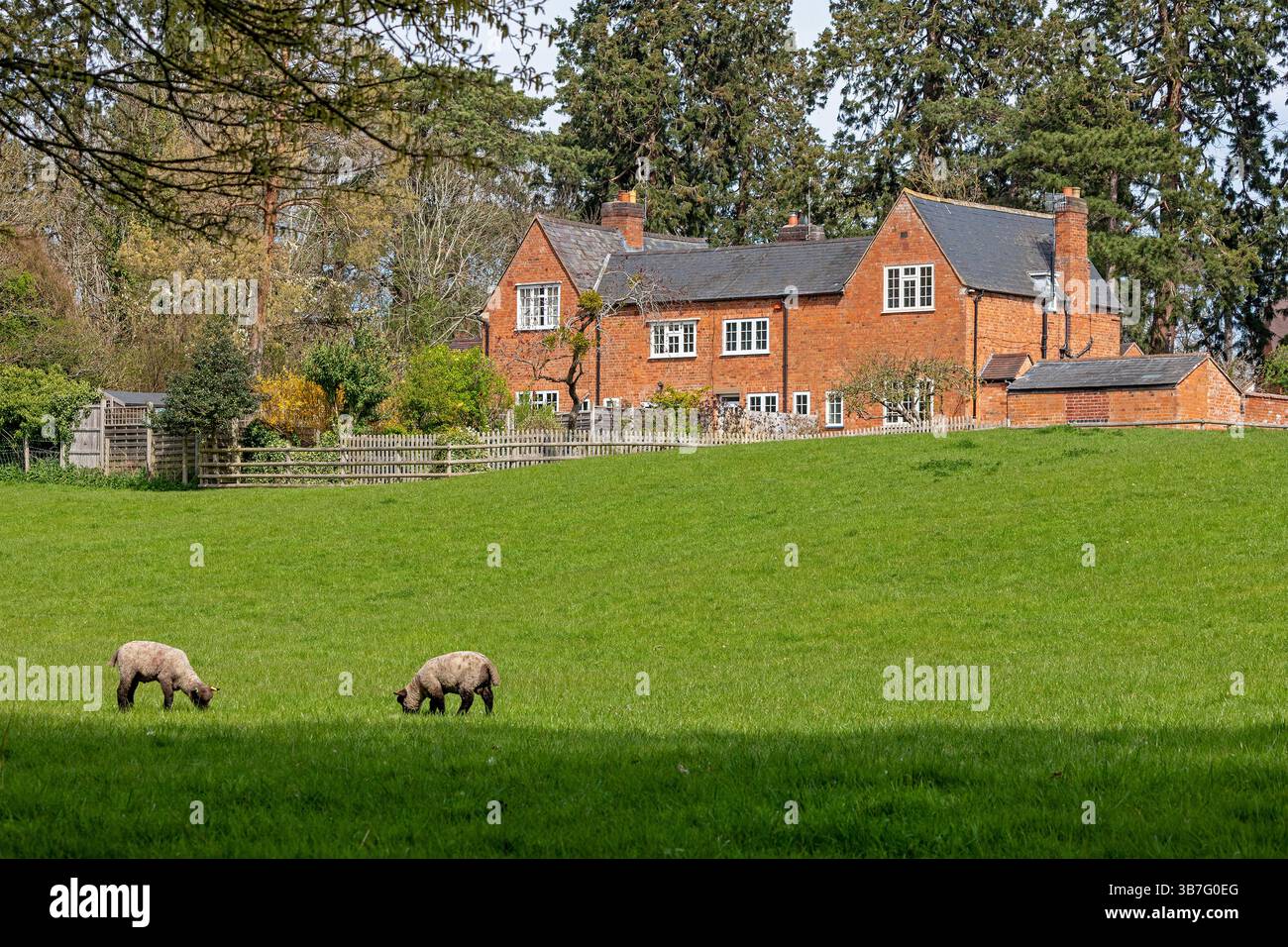 Bauernhof, Lämmer auf Weideland, Shottery, Stratford-upon-Avon, Warwickshire, England, Großbritannien Stockfoto