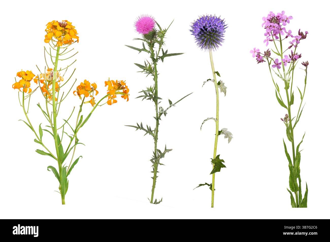 Rosafarbene Mariendistel und blaue Glockendistel, Nachtviolett und Mauerblume, isoliert Stockfoto
