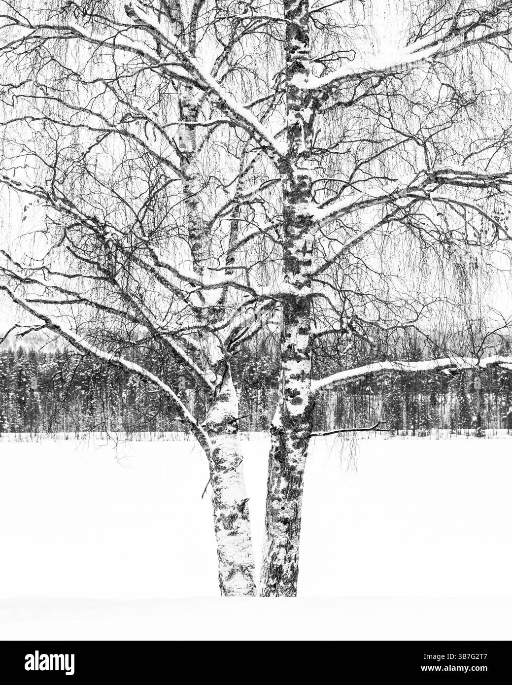 Zwei majestätische, schneebedeckte Birken dominieren die verschneite Weite einer ruhigen Winterlandschaft. Ihre steifen Zweige stehen im Kontrast zur weißen La Stockfoto