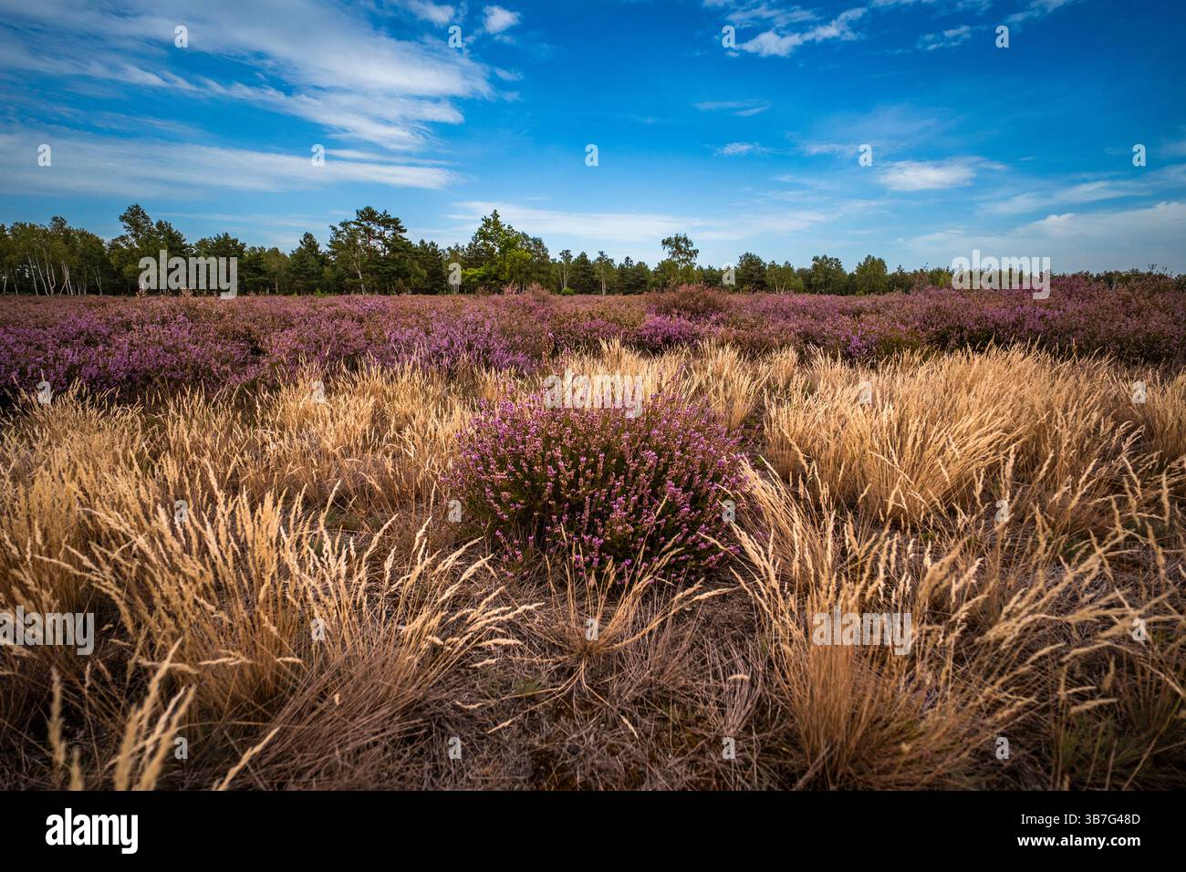 Heidenlandschaft In Der Oberlausitz Stockfoto