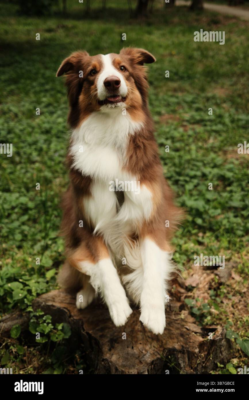 Der fröhliche braune Australian Shepherd steht aufrecht auf den Hinterbeinen mit erhobenen Vorderpfoten, in einer verspielten Pose auf einem Baumstumpf in einem grünen Park. Aussi Stockfoto