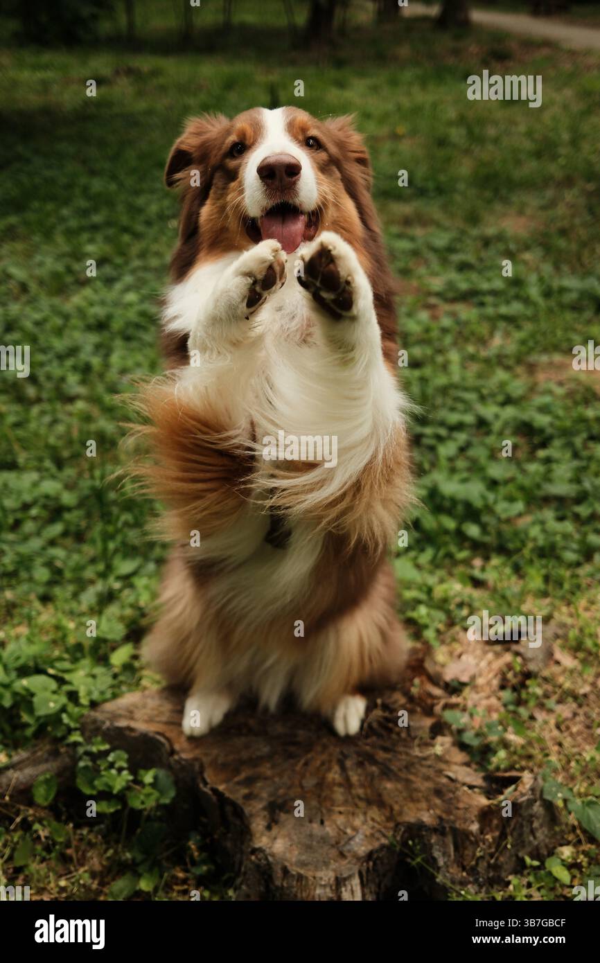 Der fröhliche braune Australian Shepherd steht aufrecht auf den Hinterbeinen mit erhobenen Vorderpfoten, in einer verspielten Pose auf einem Baumstumpf in einem grünen Park. Aussi Stockfoto