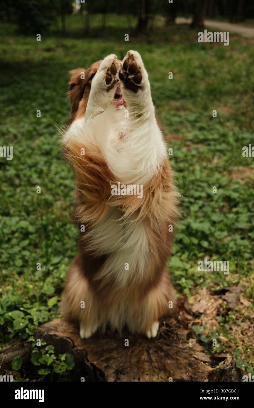 Der fröhliche braune Australian Shepherd steht aufrecht auf den Hinterbeinen mit erhobenen Vorderpfoten, in einer verspielten Pose auf einem Baumstumpf in einem grünen Park. Aussi Stockfoto