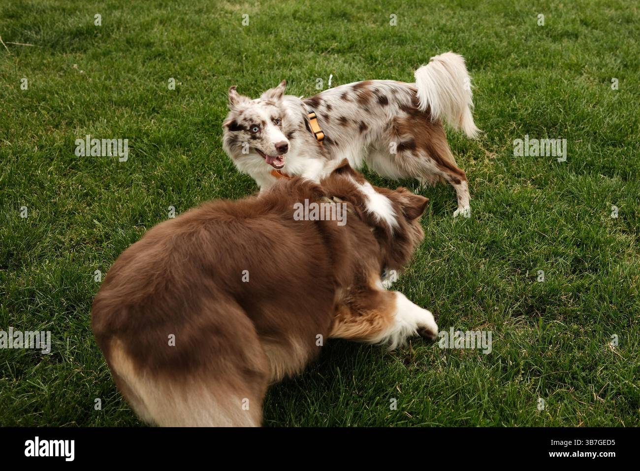 Brown Australian Shepherd und Red merle Border Collie laufen fröhlich über ein grünes Feld. Dynamische Outdoor-Szene mit zwei energiegeladenen Hunden, die zusammen spielen Stockfoto