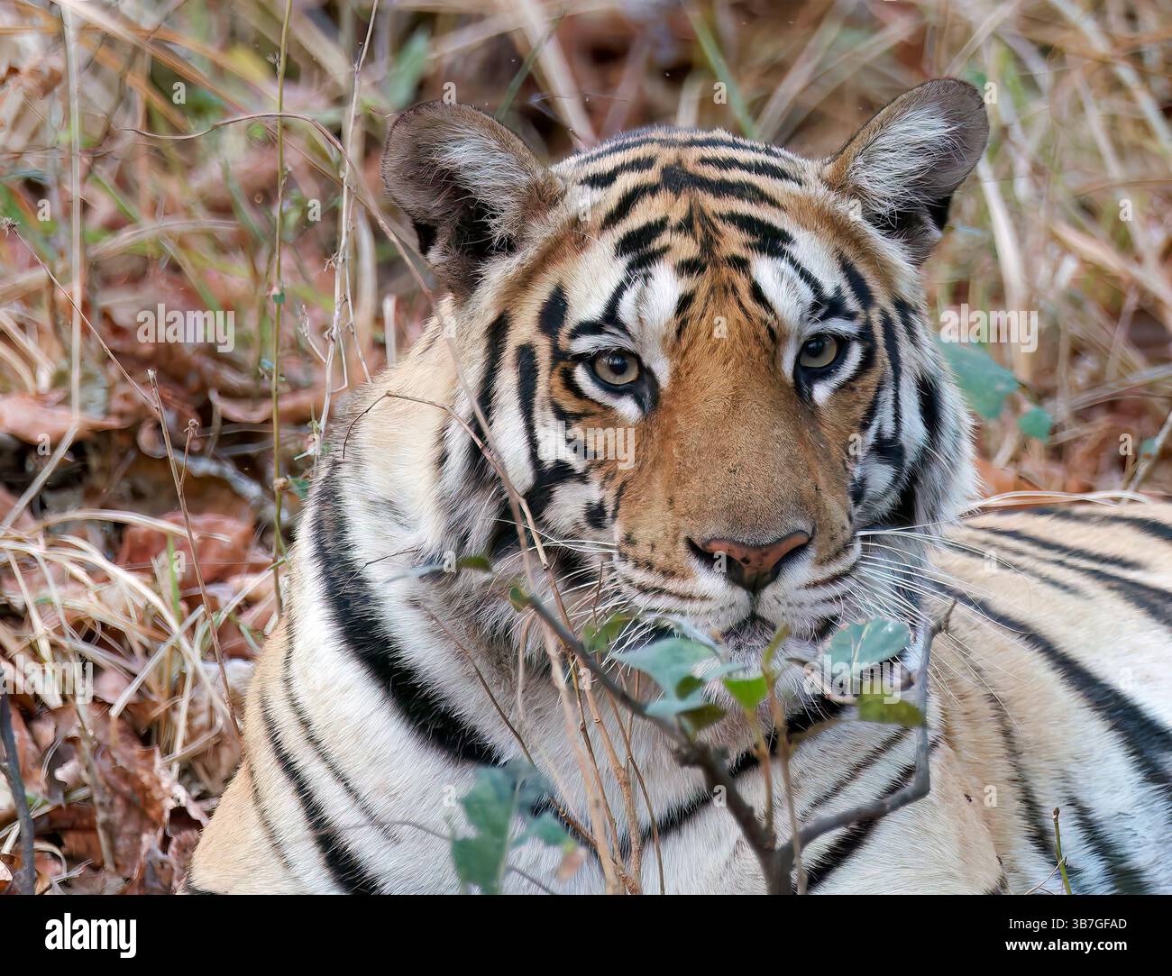 Bengalischer Tiger, Königstiger, Indischer Tiger, Tigre du Bengale, Panthera tigris tigris, bengáli tigris, Pench Nationalpark, Indien, Asien Stockfoto