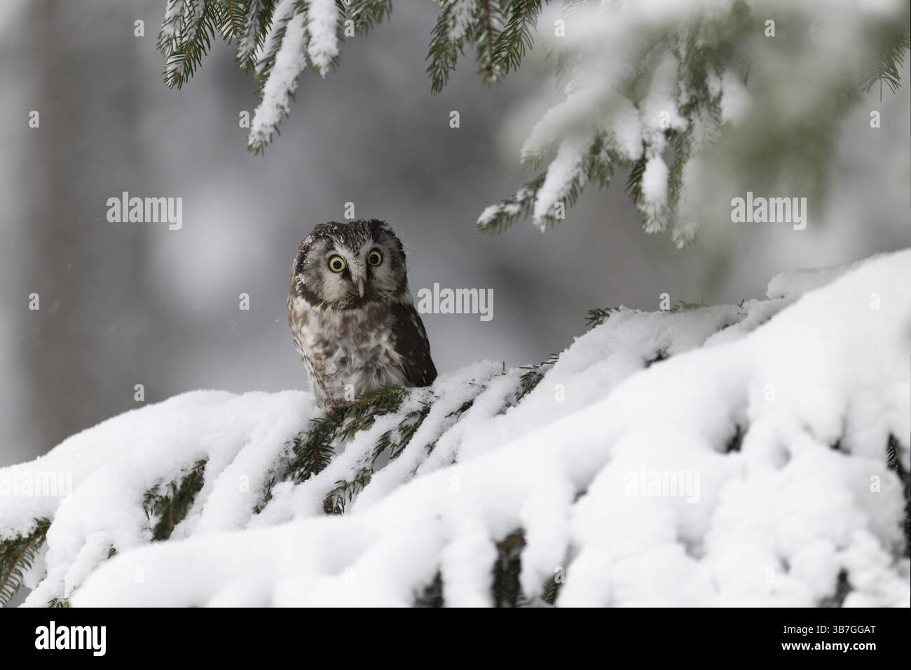 Langohrige (Asio otus) in einem Winterwald, Tschechien, Europa Stockfoto