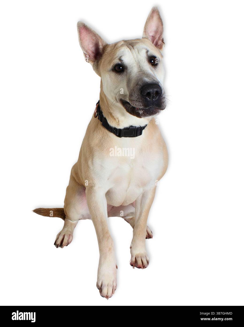 Shar Pei-Mix mit cremigem, kurzes Pelz sitzt im Studio-Hintergrund, die Ohren sind hoch und die Augen weich, tragen einen schwarzen Kragen und zeigen die unverkennbaren Stirnfalten Stockfoto