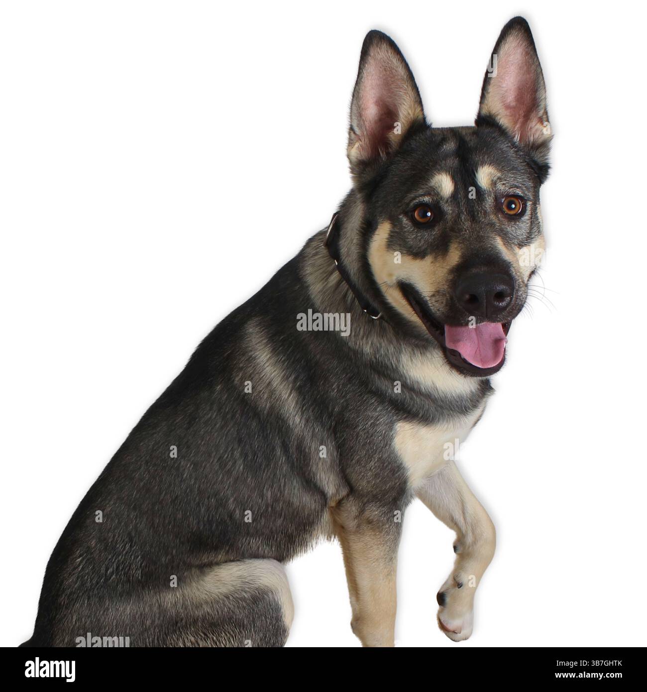 Husky Mix Dog sitzt vor einem weißen Studio Hintergrund, Ohren hoch und Mund offen in einem breiten Lächeln, zeigt ein dickes Doppelfell und ausdrucksstarke braune Augen Stockfoto