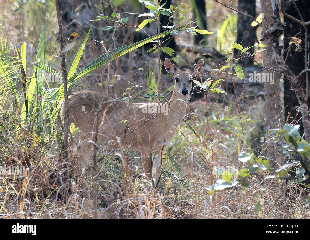 Vierhörner Antilope, Chousingha, Vierhornantilope, Antilope tétracère, Tetracerus quadricornis, négyszarvú Antilop, Pench Nationalpark, Indien, Asien Stockfoto