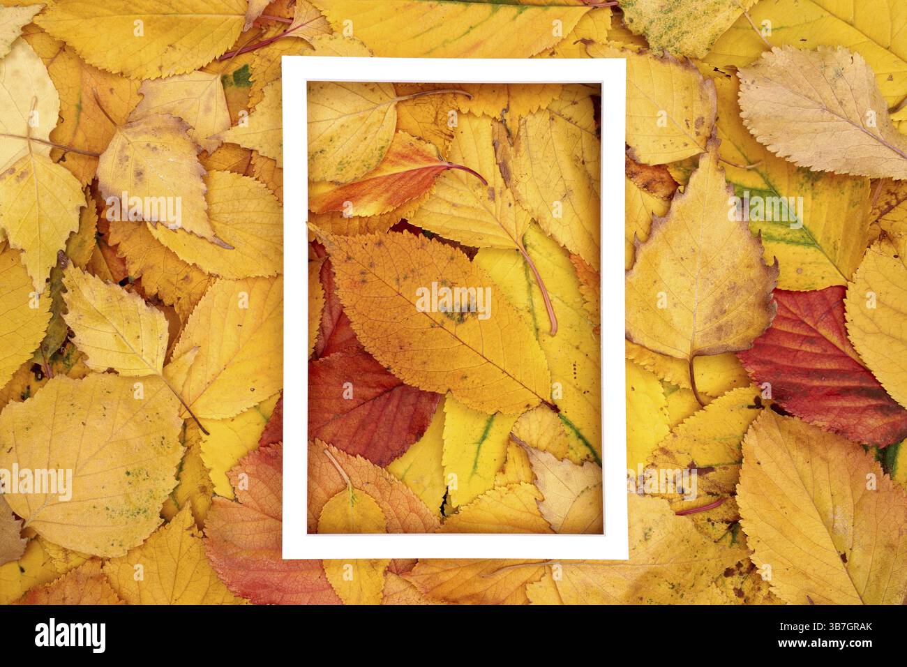 Ein hohler, weißer vertikaler Rahmen liegt in der Mitte der gelben Herbstblätter. Stockfoto