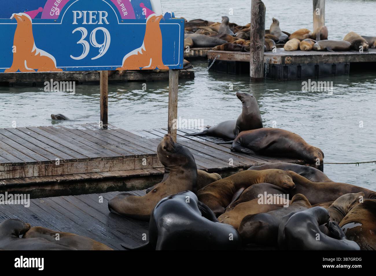 San Franciscos animierte und fortlaufend kriegende Seelöwen am Pier 39 ruhen und streiten auf ihren ausgewiesenen Plattformen in der Bucht von San Francisco Stockfoto