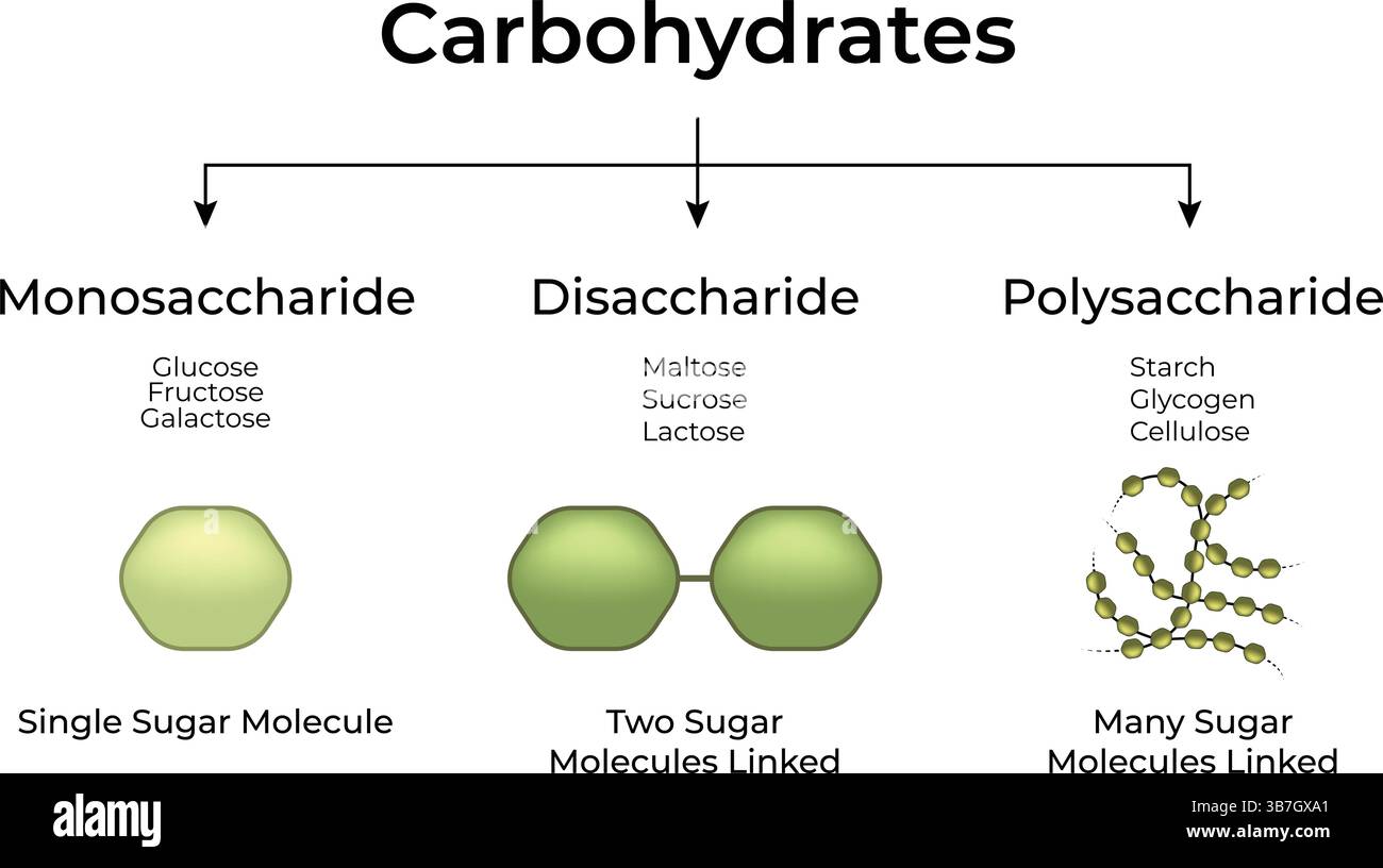 Kohlenhydrattypen: Monosaccharide, Disaccharide und Polysaccharide Vektorillustration Stock Vektor