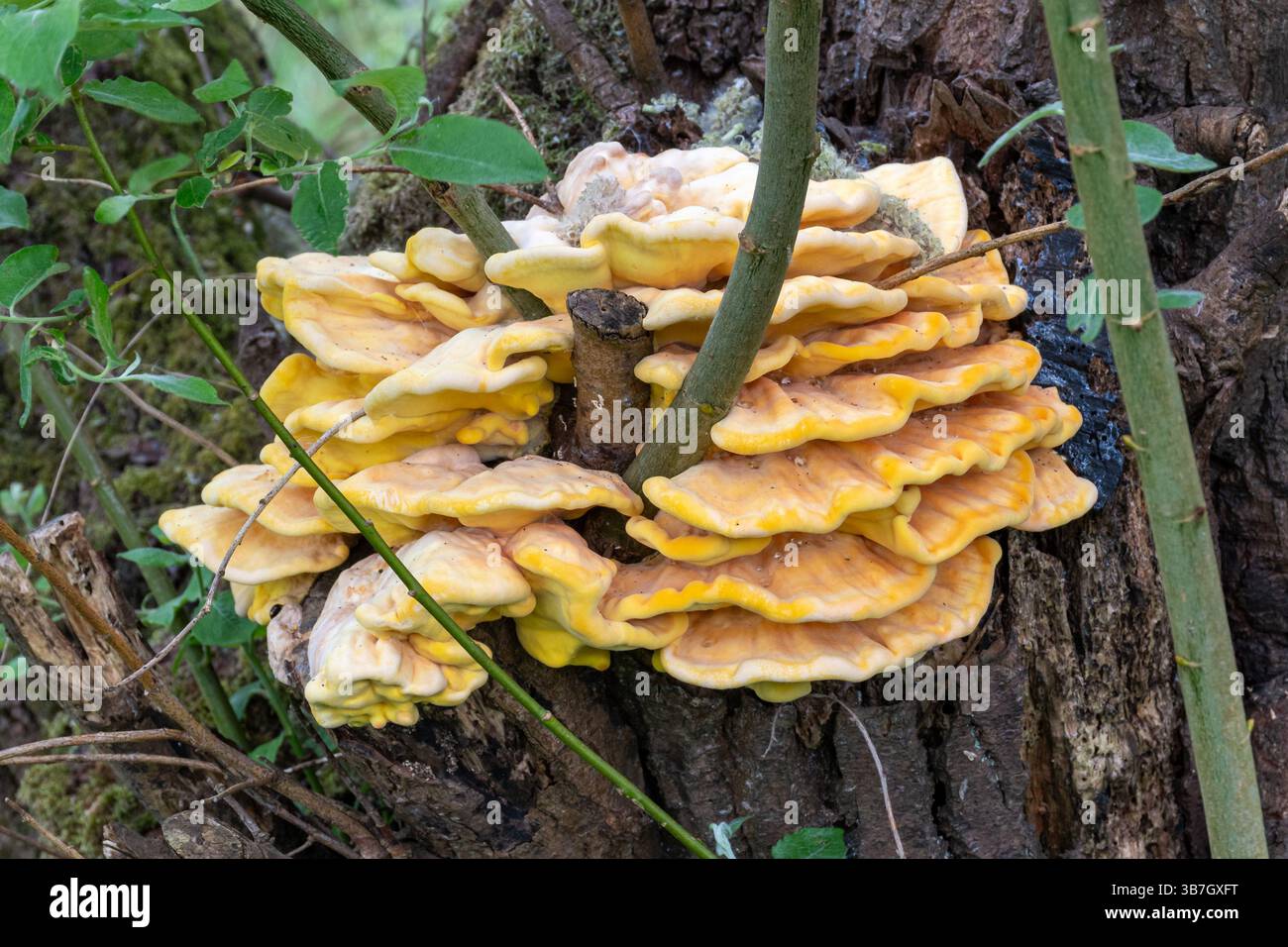 Huhn des Waldes (Laetiporus sulphureus) Pilz, der auf einem Baumstamm wächst, England, Vereinigtes Königreich Stockfoto
