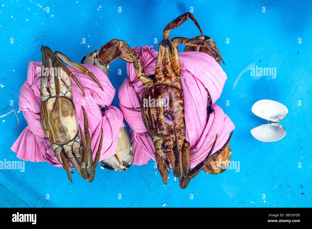 Gefesselte Krabben im Aquarium eines Fischrestaurants in Vietnam Stockfoto