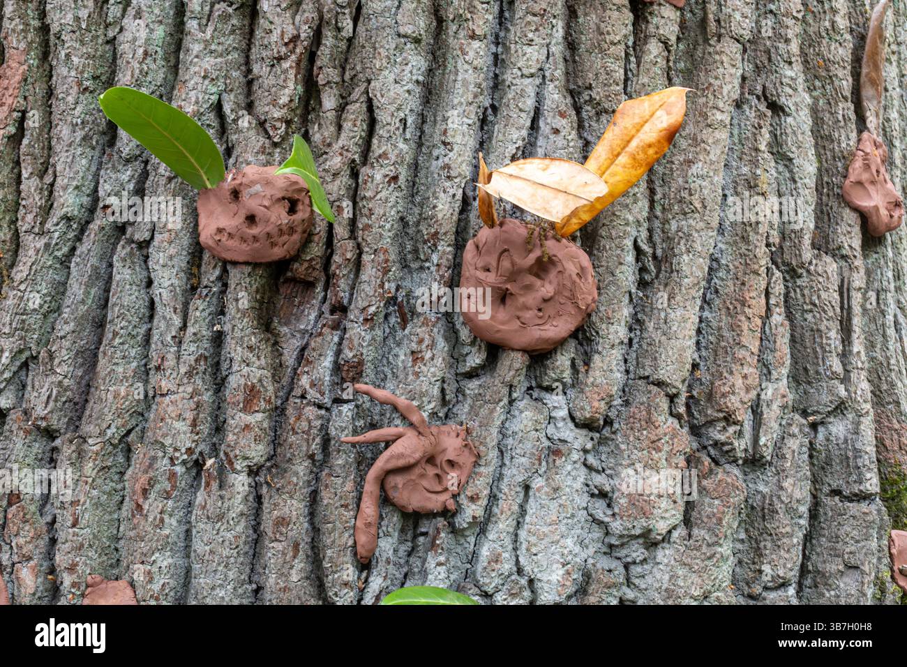 Outdoor-Aktivitäten für Kinder, Spaß an Kunsthandwerk, Gesichter mit Modelliermasse auf einem Baumstamm, Forstschule, Bildungseinrichtungen Stockfoto