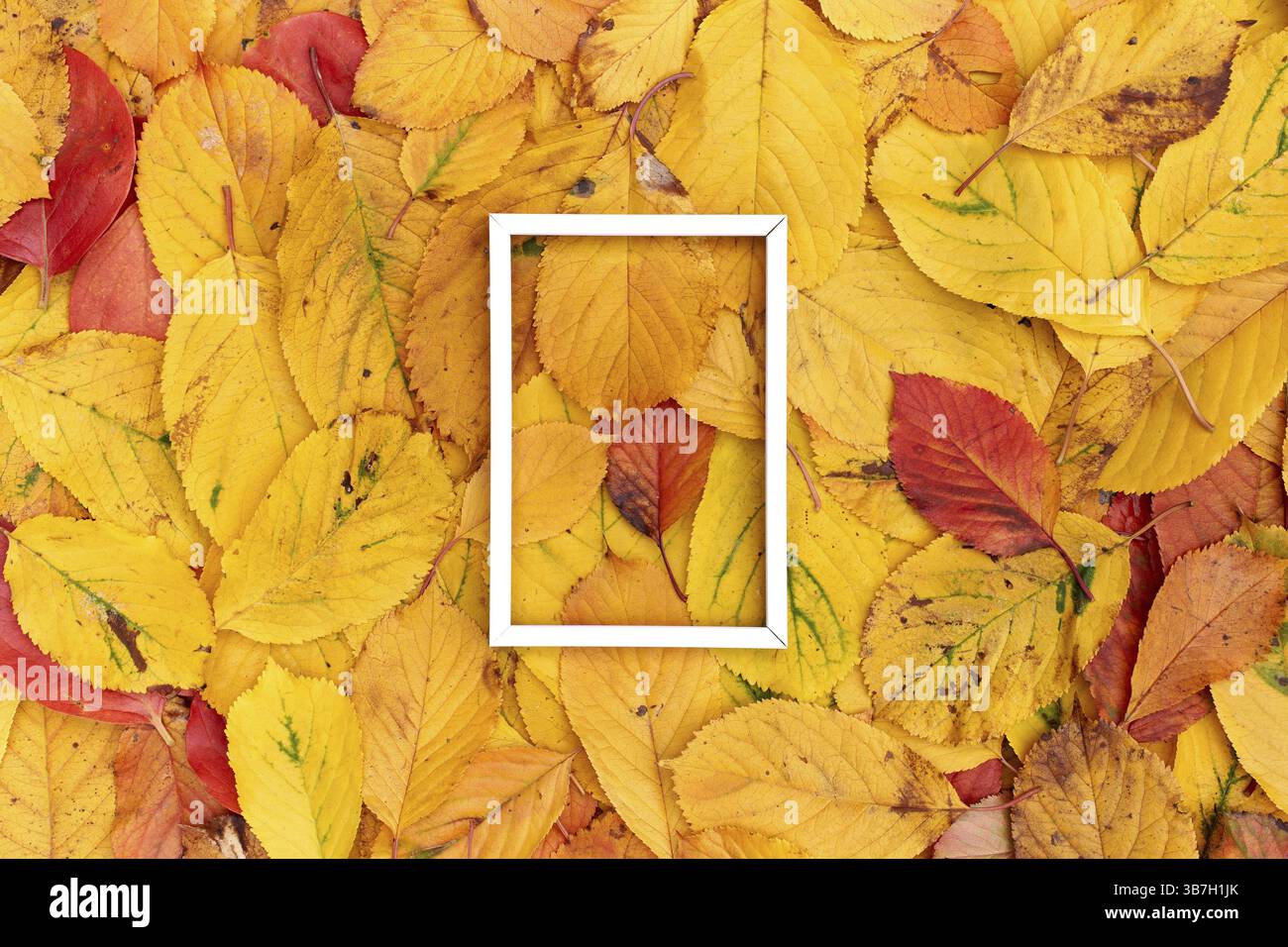 Vertikaler, dünner, weißer Hohlrahmen liegt auf gelbem Blatthintergrund. Stockfoto