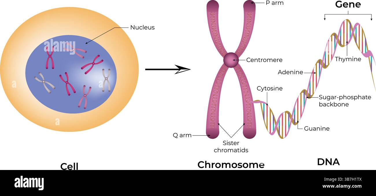 Zellbiologie: Struktur eines Zellchromosoms und DNA-Vektor-Illustration Stock Vektor