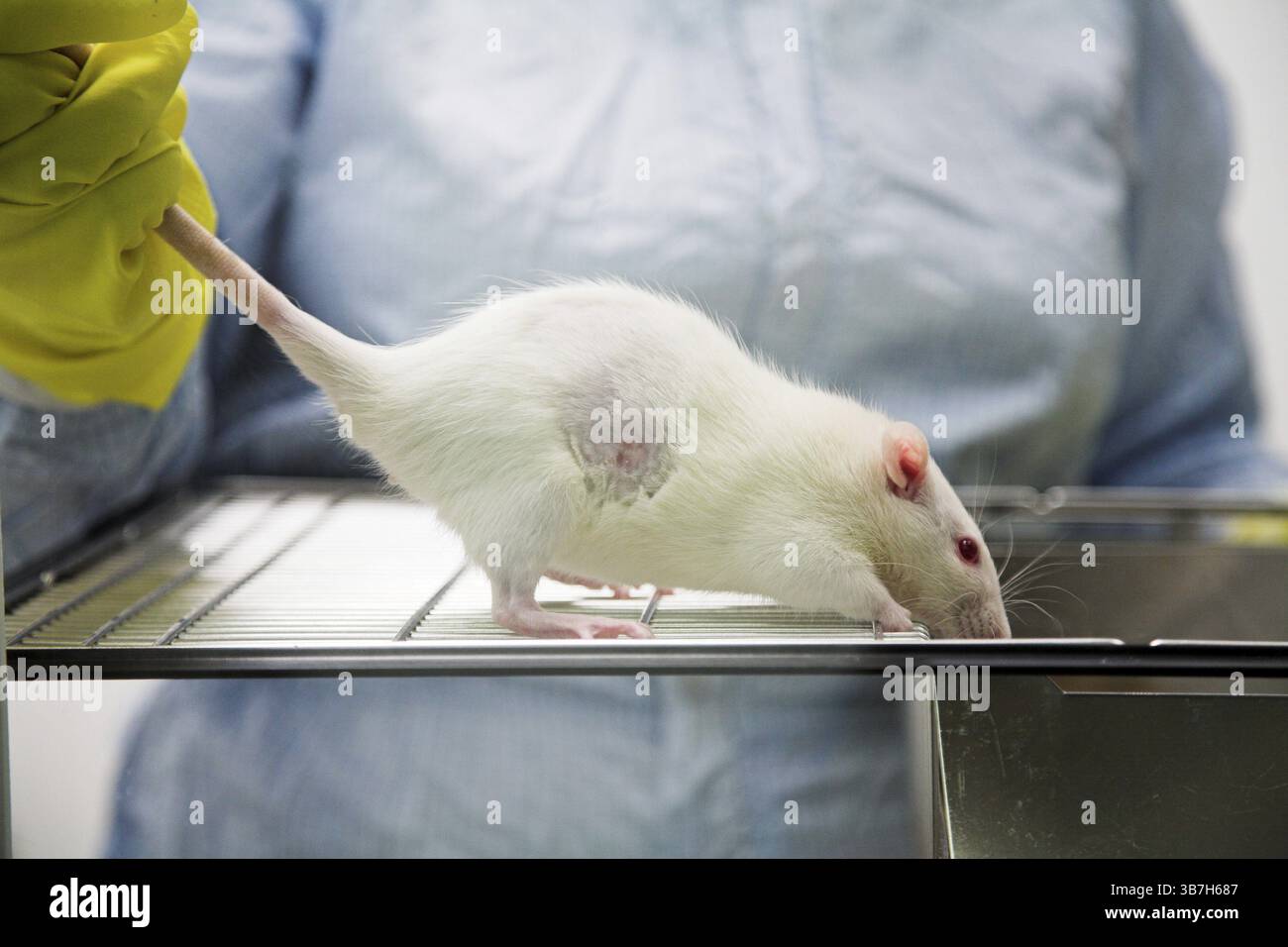 Biotechnologieforscher im Bereich Schutzkleidung mit Mäusen Stockfoto