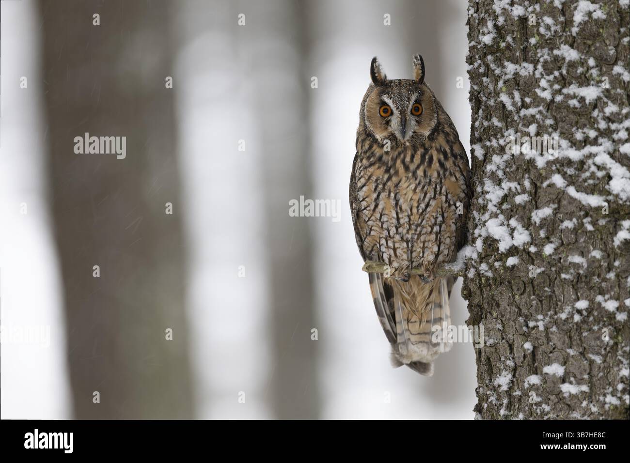 Langohrige (Asio otus) in einem Winterwald, Tschechien, Europa Stockfoto