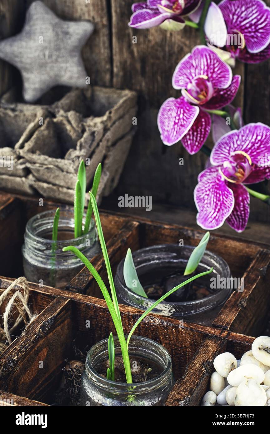 Setzlinge von Frühlingsblühpflanzen und Orchideen in Holzkiste Stockfoto