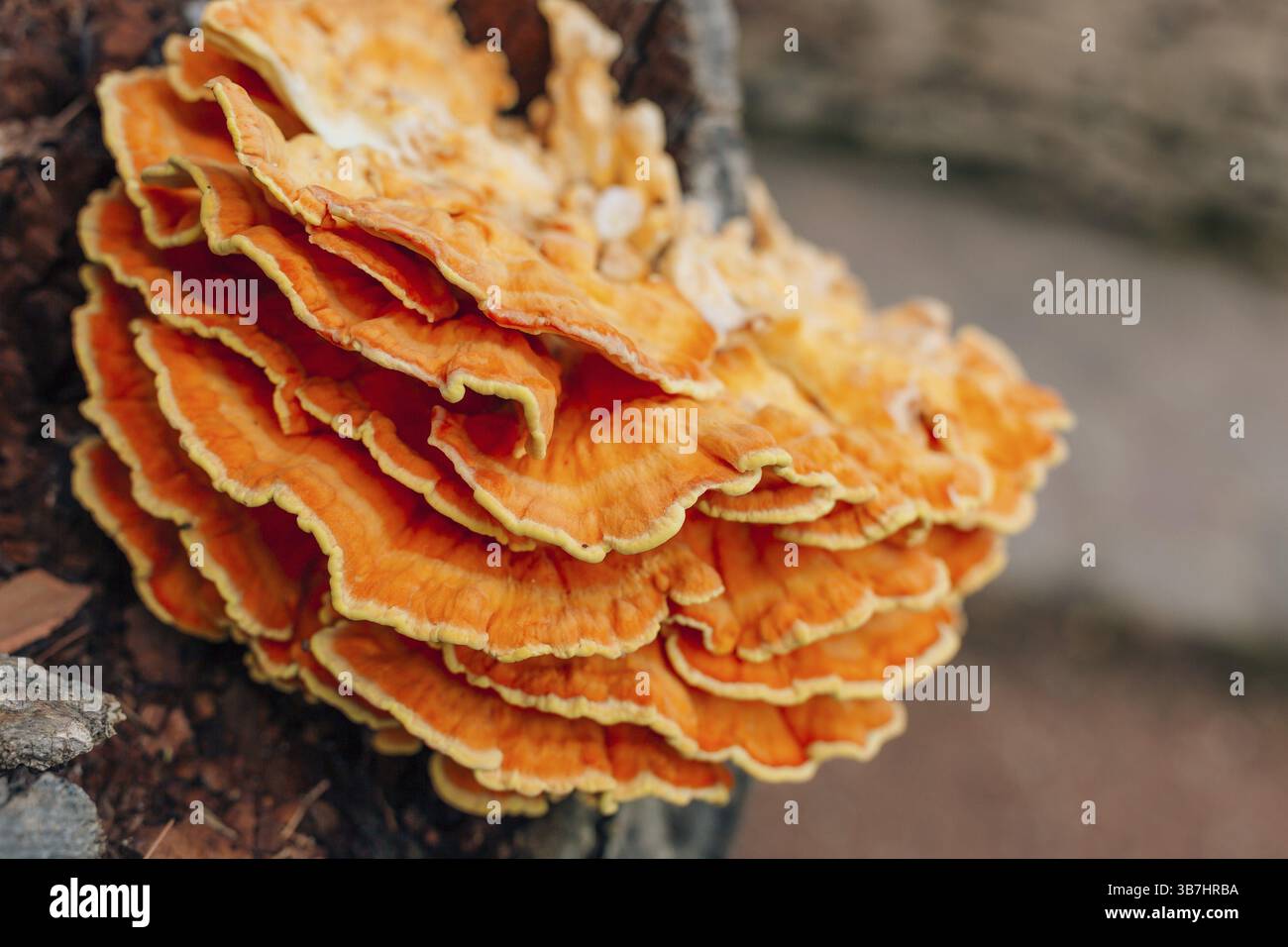 Gelbe Pilze auf einem Baum. Laetiporus sulphureus Stockfoto