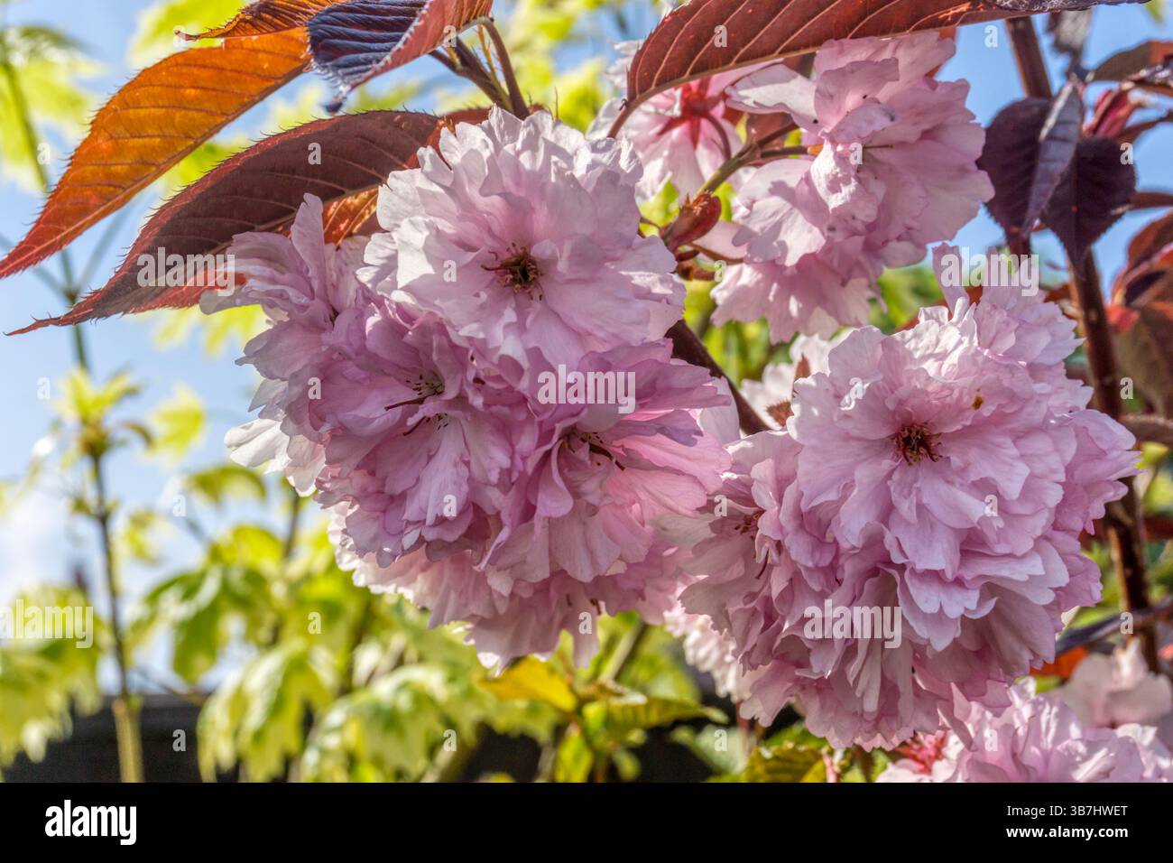 Frühlingsblüte auf einem Kirschbaum, Prunus nipponica „brillant“. Stockfoto