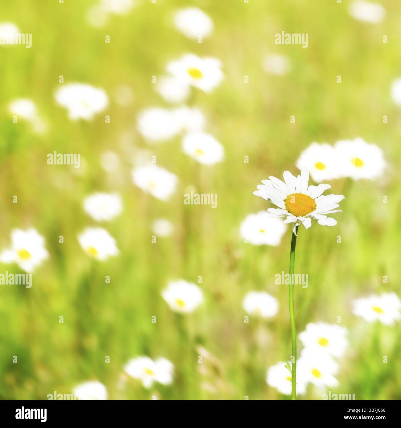 Schöne weiße Kamille auf dem Sommerfeld Stockfoto