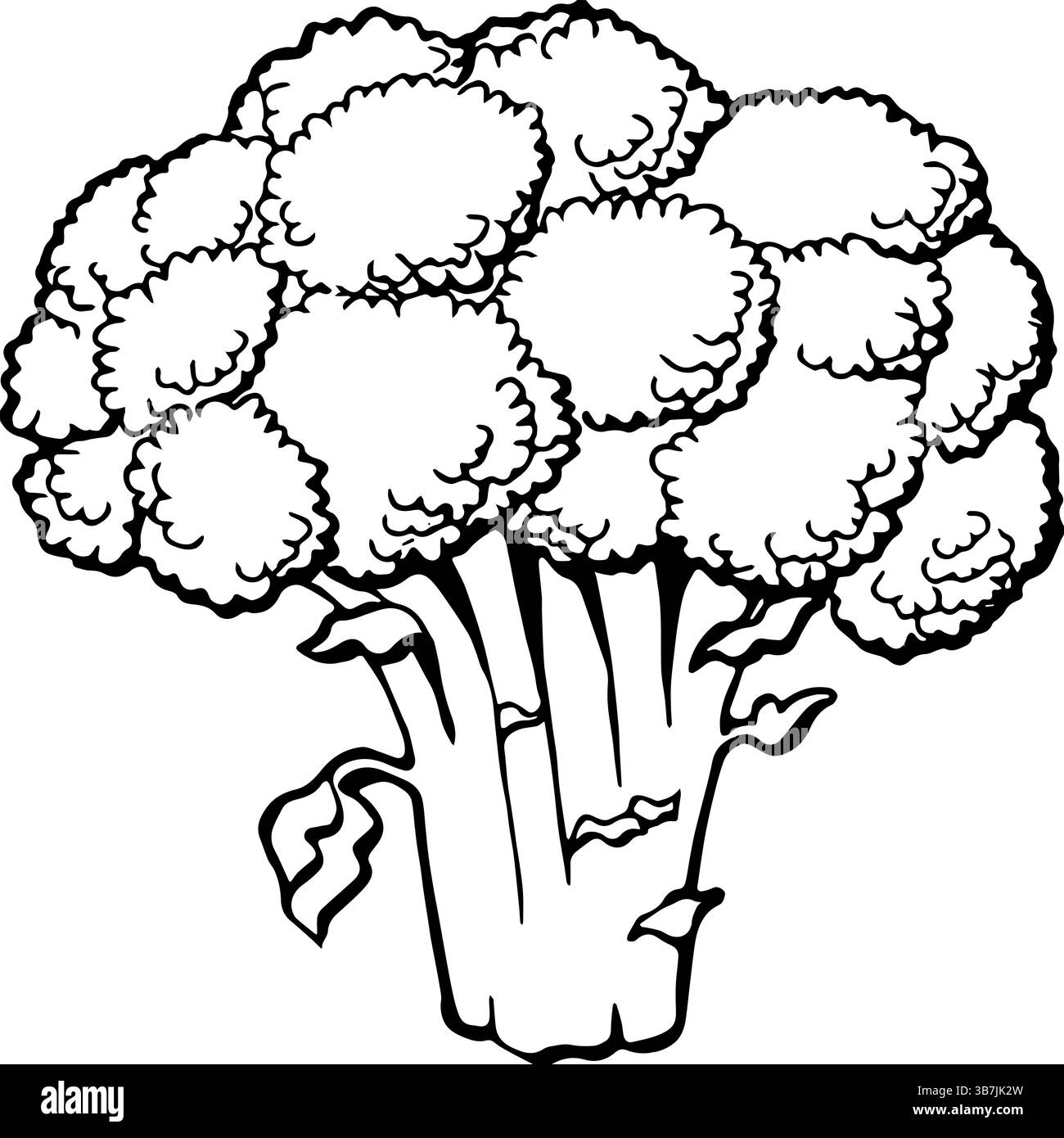 Frische Brokkoli-Vektor-Illustration Stock Vektor