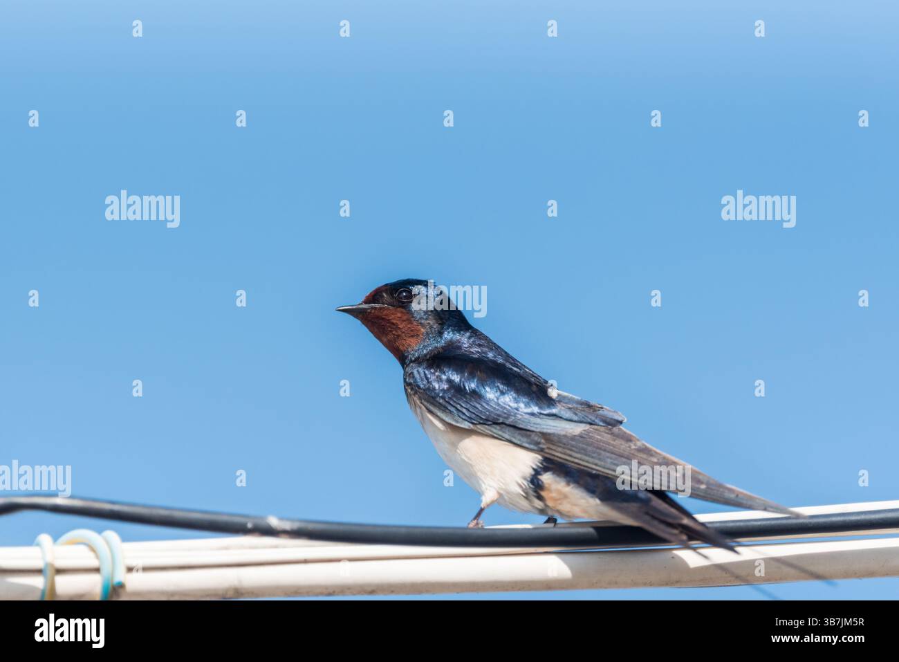 Hoch gelegene Scheunenschwalbe (Hirundo rustica) in Köyceğiz, Turkiye Stockfoto