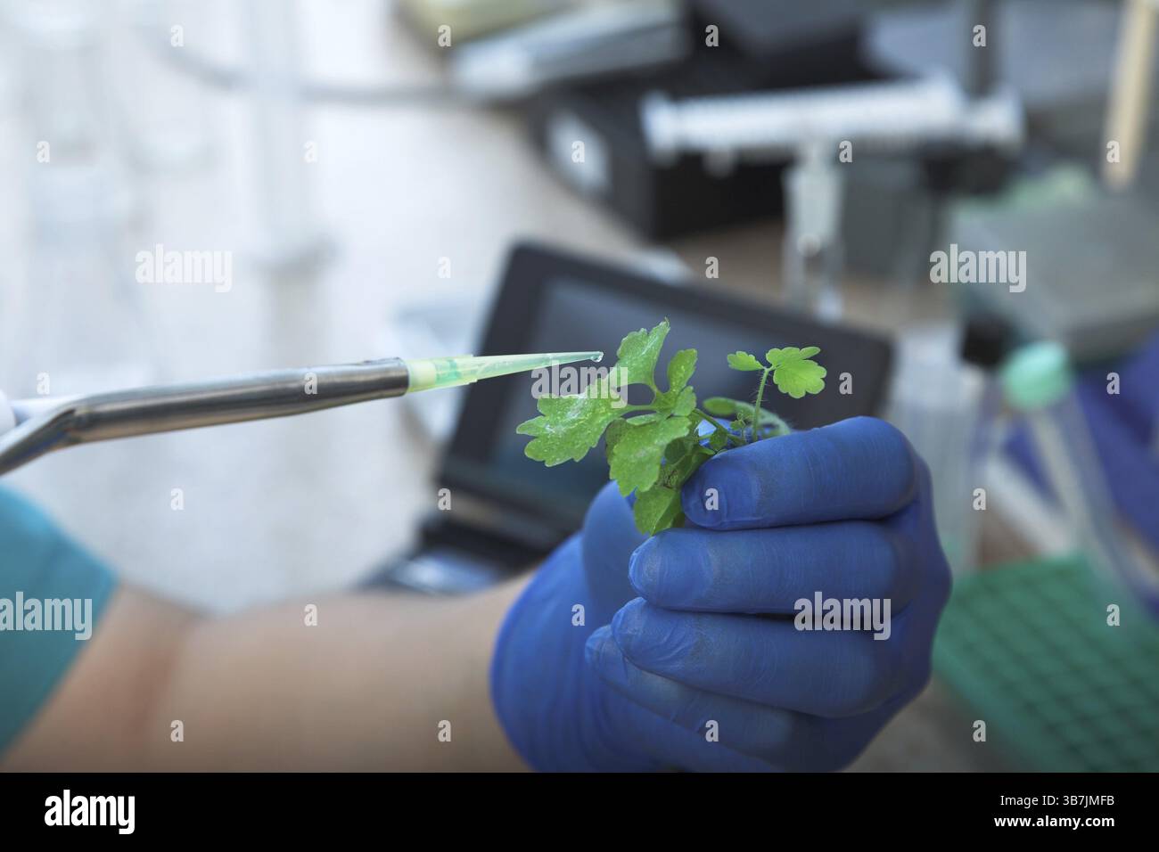 Wissenschaftler mit grüner Pflanze im modernen Labor Stockfoto
