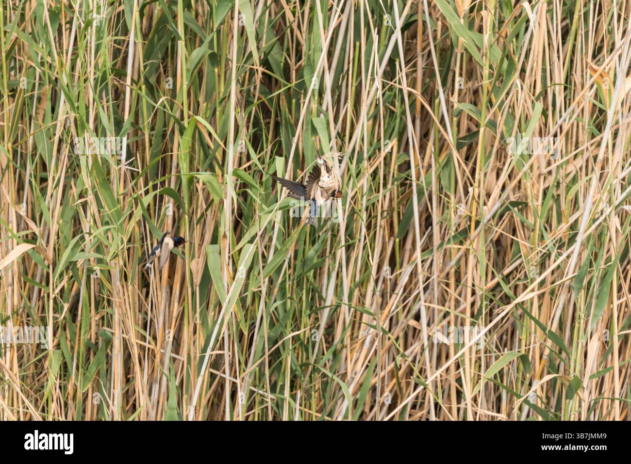 Zanker Scheunenschwalbe (Hirundo rustica) am Köyceğiz-See, Turkiye Stockfoto