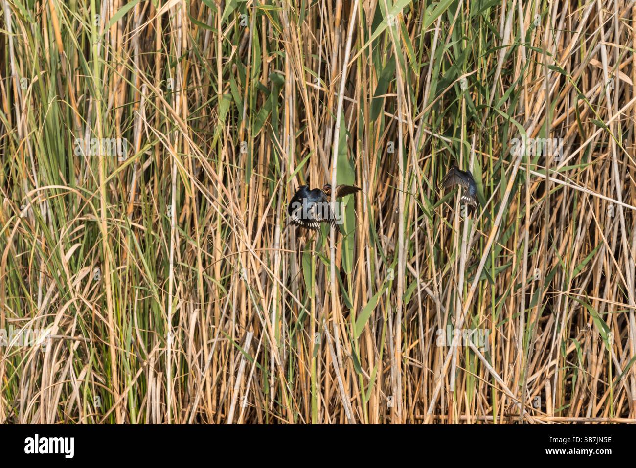 Zanker Scheunenschwalbe (Hirundo rustica) am Köyceğiz-See, Turkiye Stockfoto