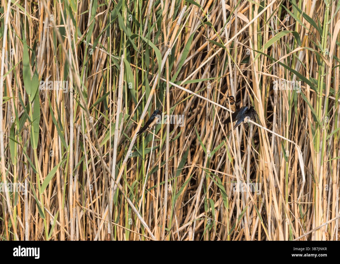 Zanker Scheunenschwalbe (Hirundo rustica) am Köyceğiz-See, Turkiye Stockfoto
