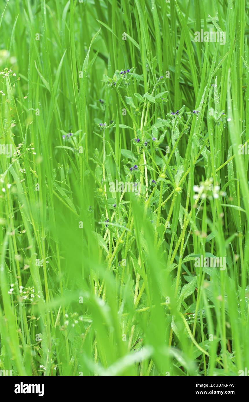 Natürliche Wallpaper von Wiesengras nach rain.selective Fokus Stockfoto